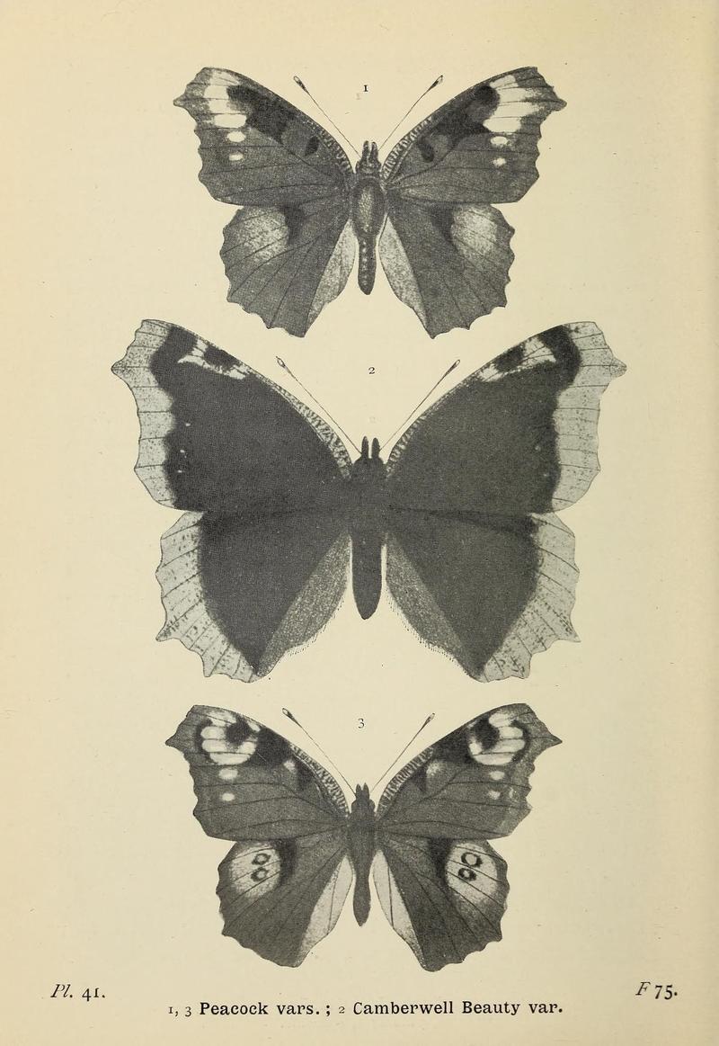 The butterflies of the British Isles (Pl. 41) (6779576782)