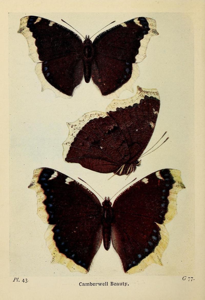 The butterflies of the British Isles (Pl. 43) (6925694053)