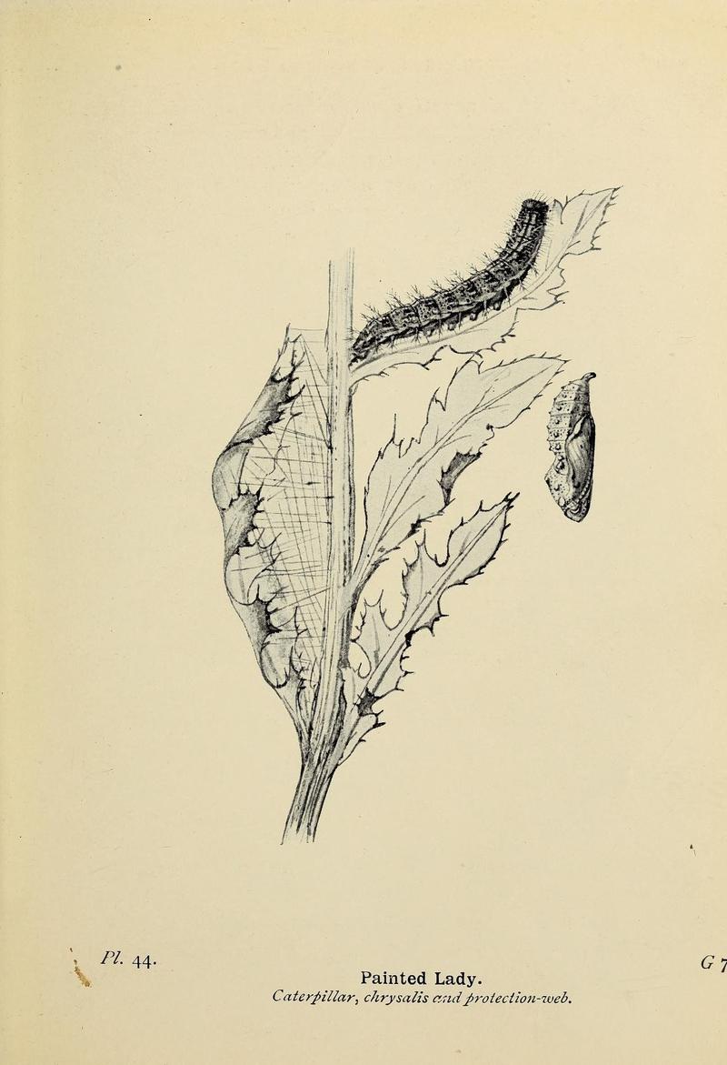 The butterflies of the British Isles (Pl. 44) (6779577638)