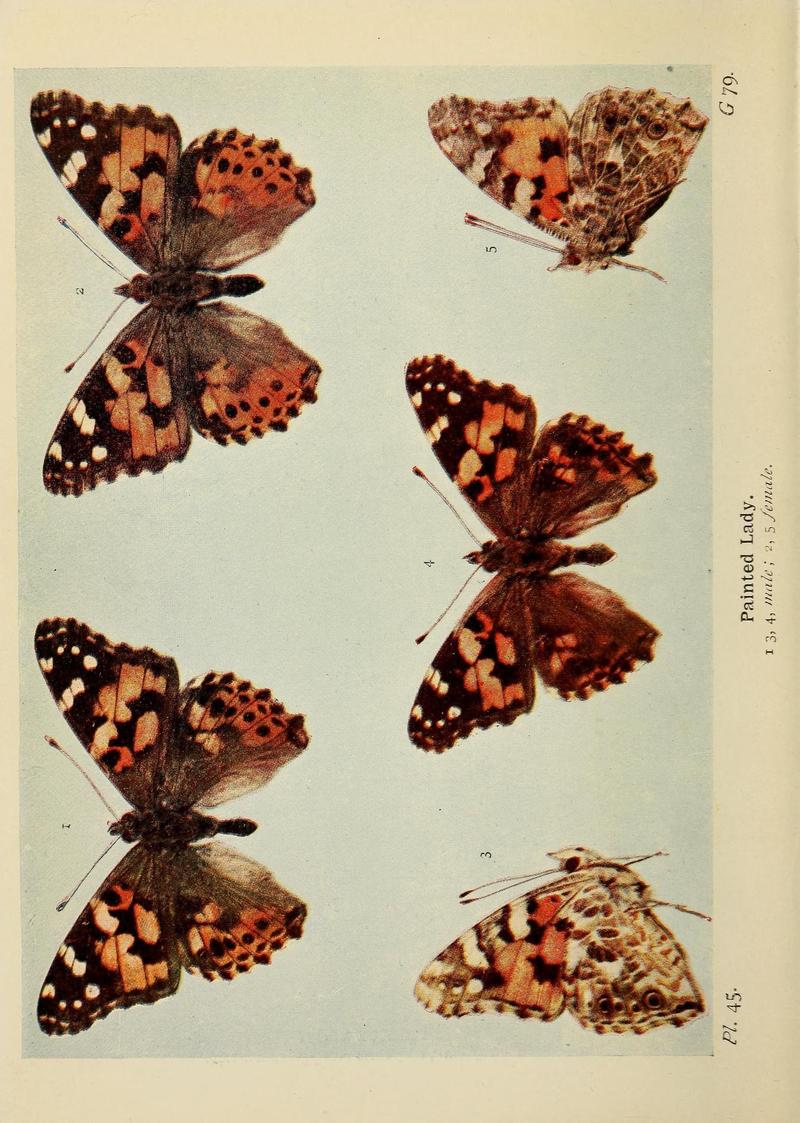 The butterflies of the British Isles (Pl. 45) (6779577986)
