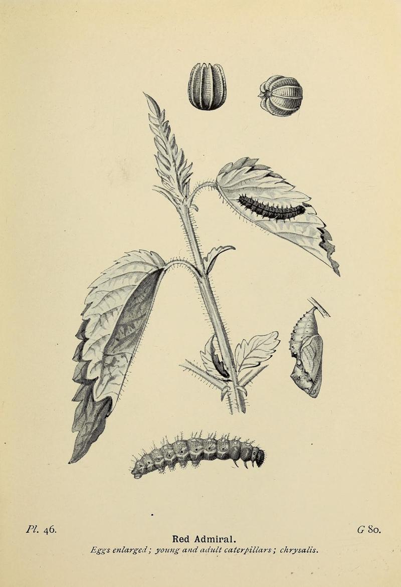 The butterflies of the British Isles (Pl. 46) (6925694945)