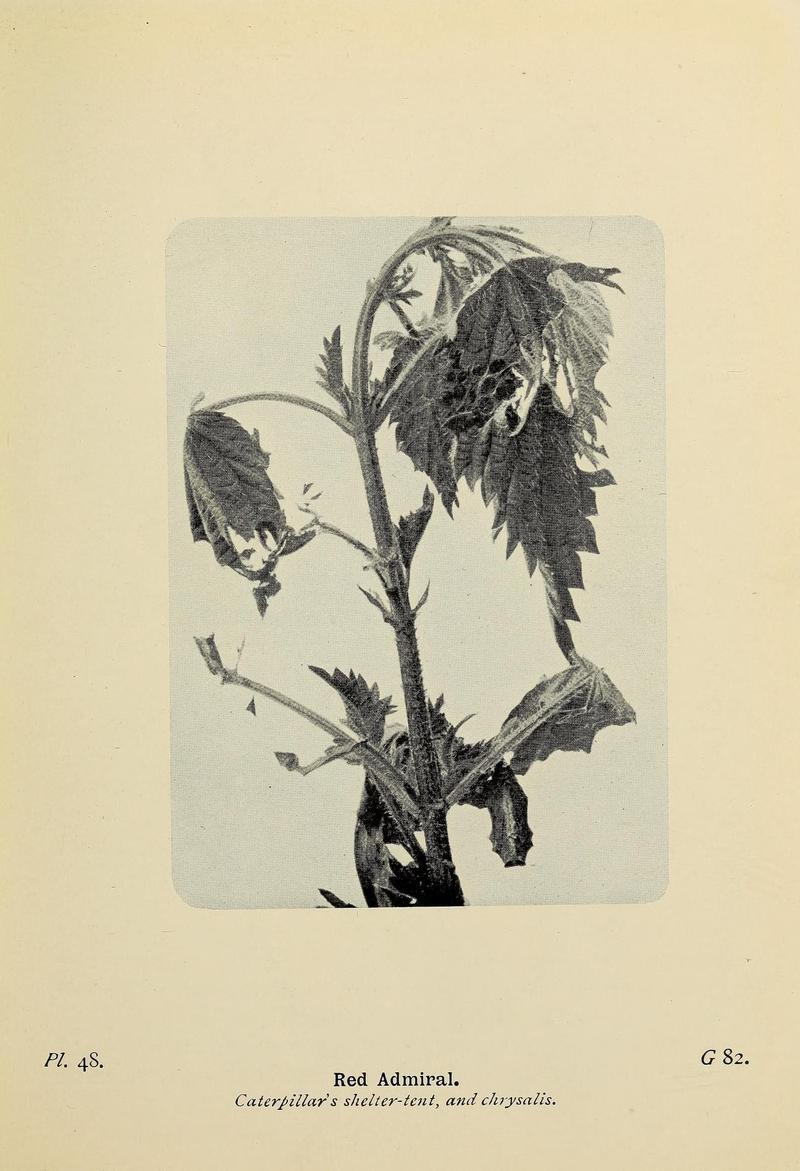 The butterflies of the British Isles (Pl. 48) (6779578832)