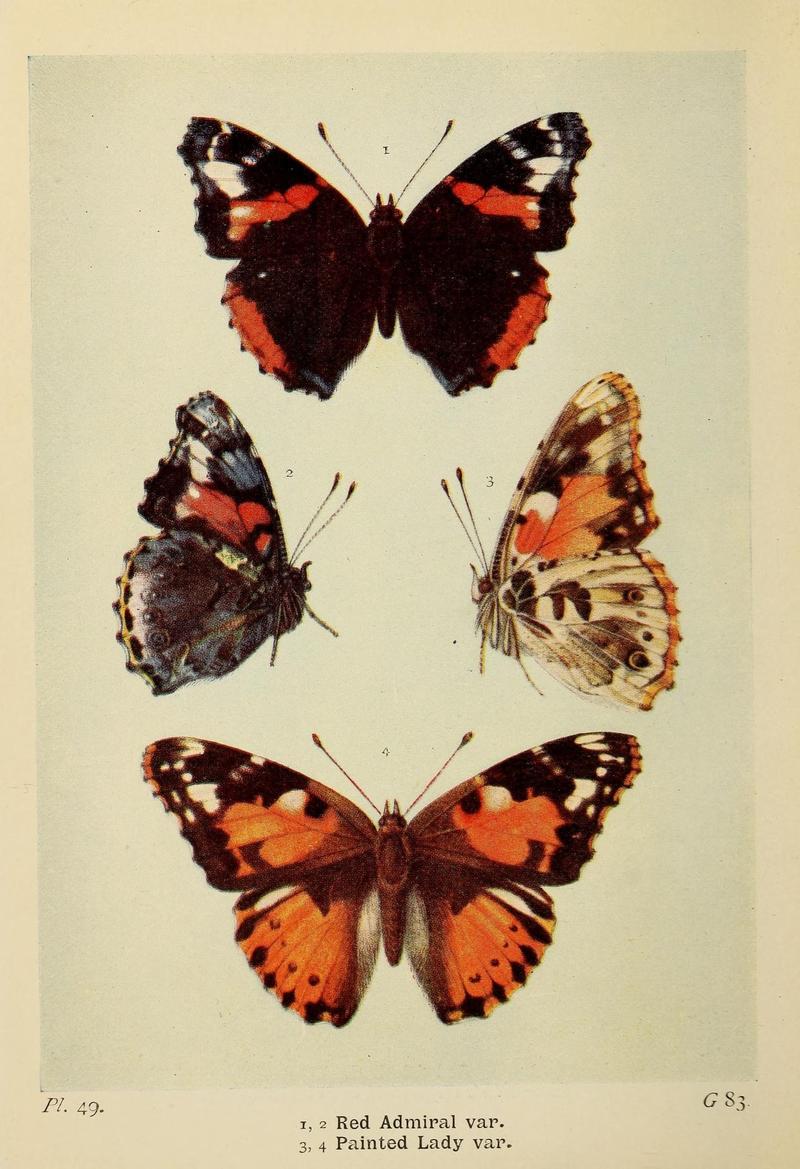 The butterflies of the British Isles (Pl. 49) (6925695807)