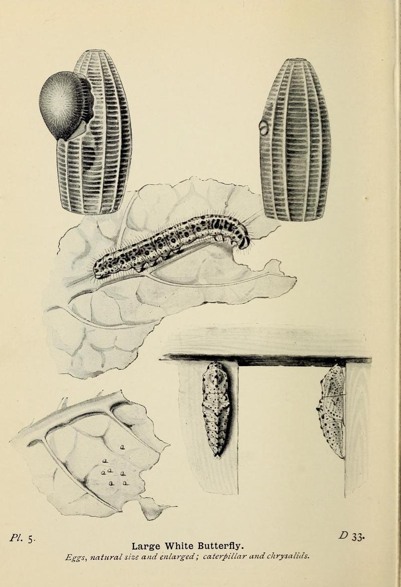 The butterflies of the British Isles (Pl. 5) (6779563502)