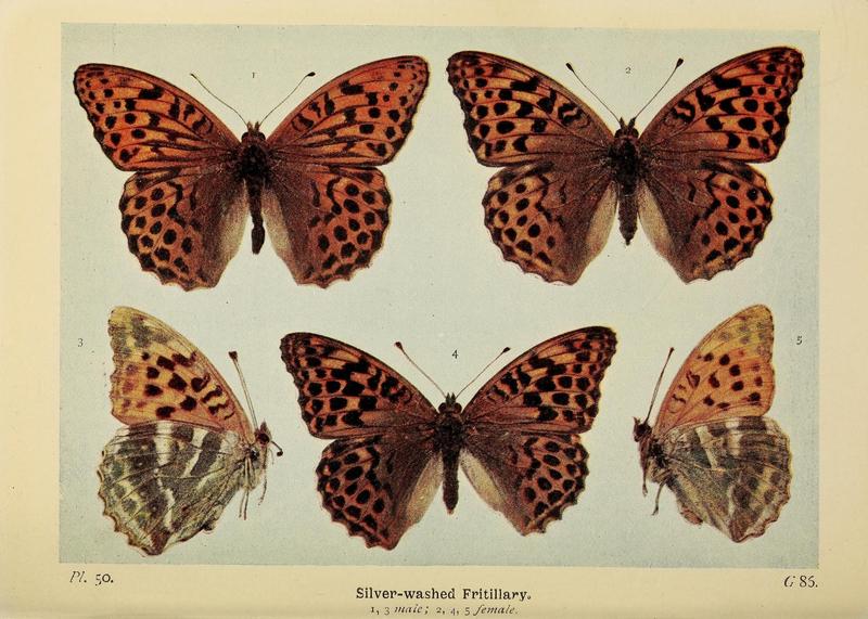 The butterflies of the British Isles (Pl. 50) (6925696161)