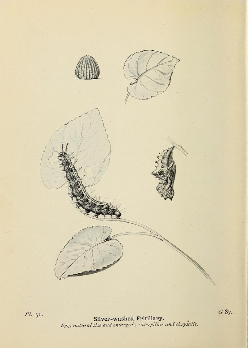 The butterflies of the British Isles (Pl. 51) (6925696447)