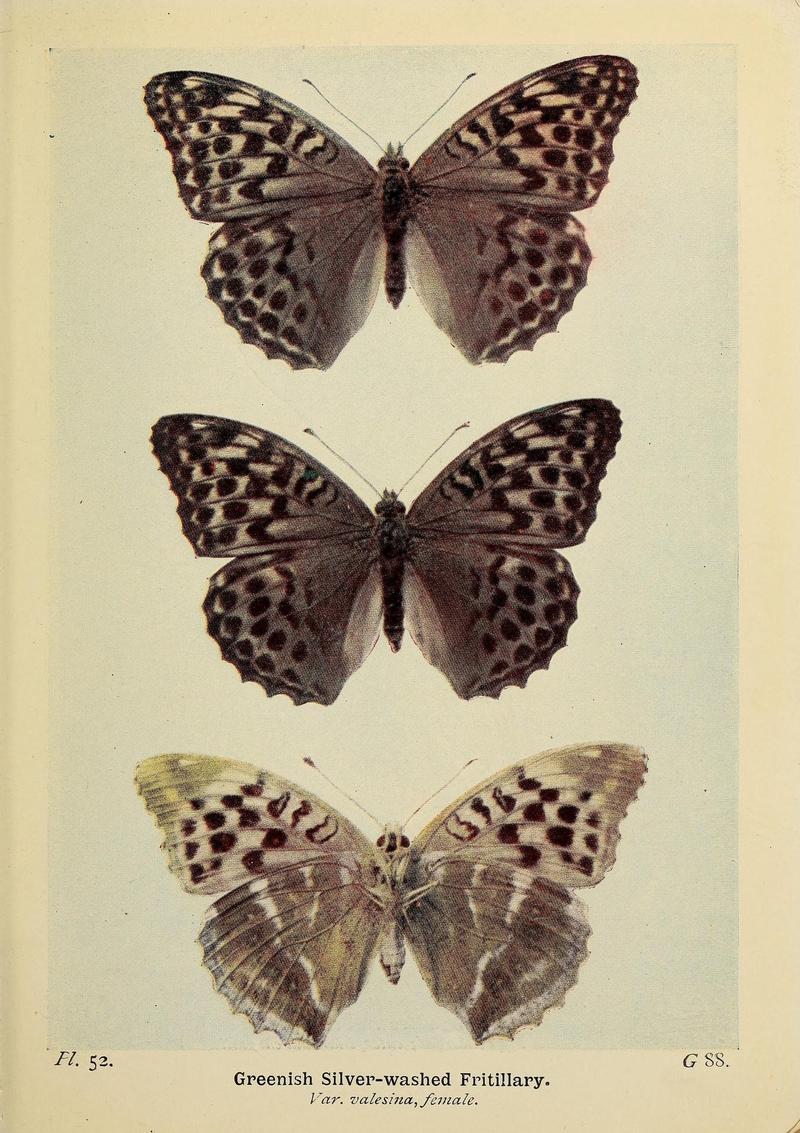 The butterflies of the British Isles (Pl. 52) (6779580166)