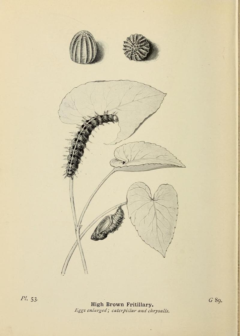 The butterflies of the British Isles (Pl. 53) (6779580414)