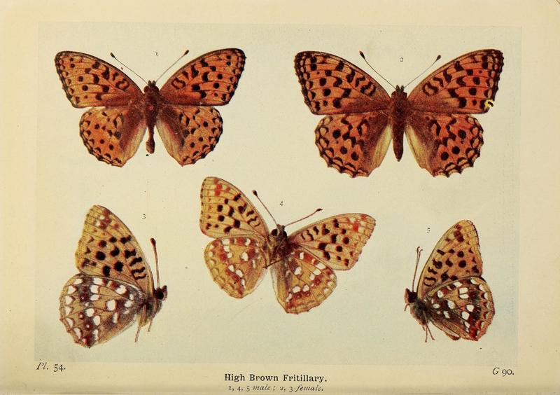 The butterflies of the British Isles (Pl. 54) (6925697427)