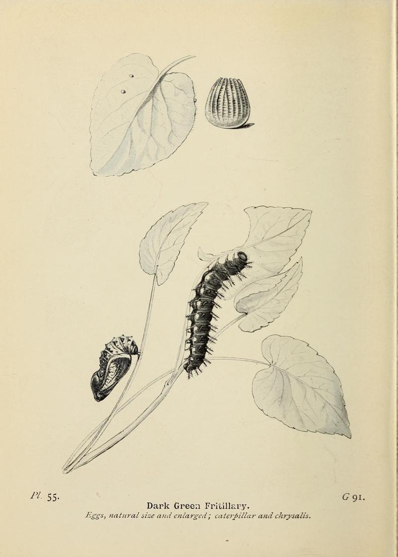 The butterflies of the British Isles (Pl. 55) (6779580996)