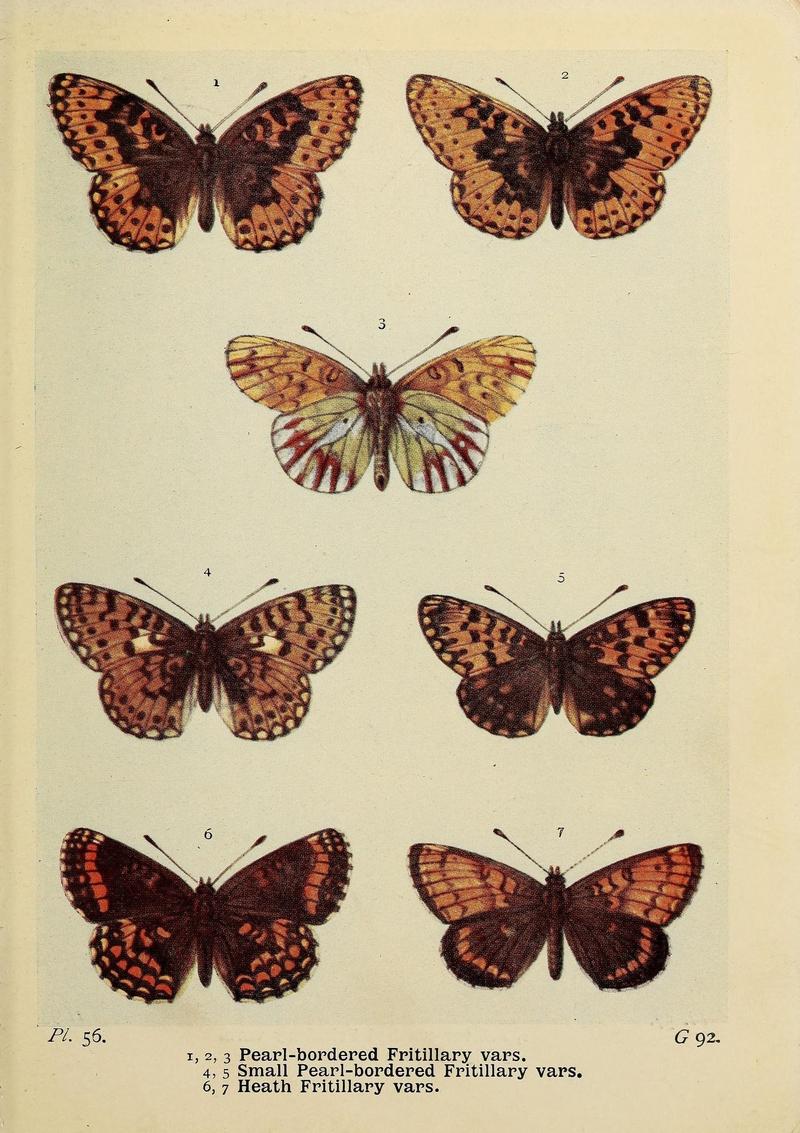 The butterflies of the British Isles (Pl. 56) (6779581384)
