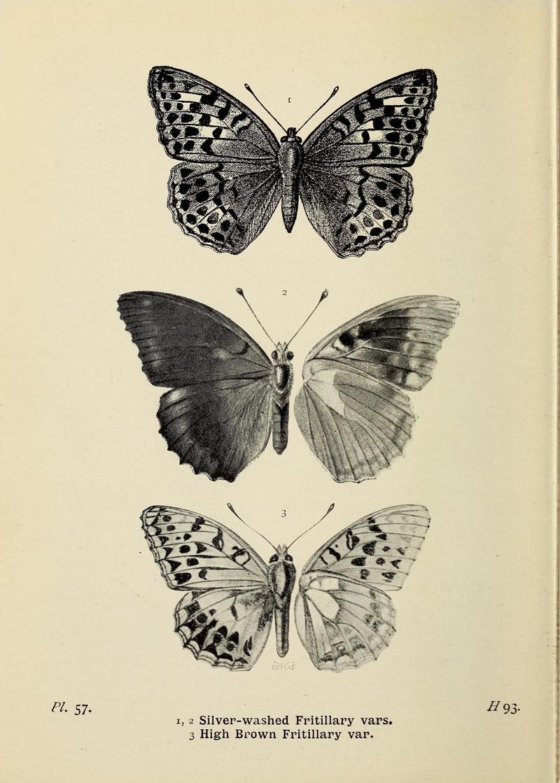 The butterflies of the British Isles (Pl. 57) (6925698221)