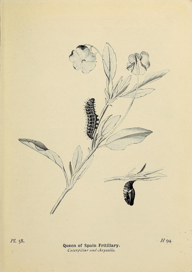 The butterflies of the British Isles (Pl. 58) (6925698463)