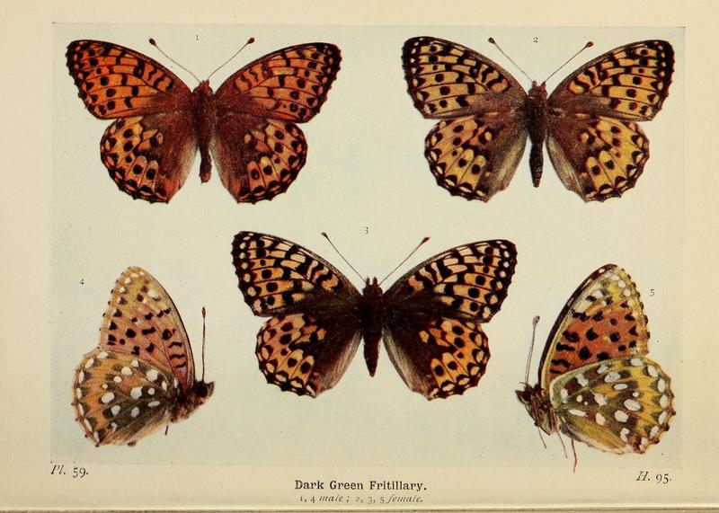 The butterflies of the British Isles (Pl. 59) (6779582300)