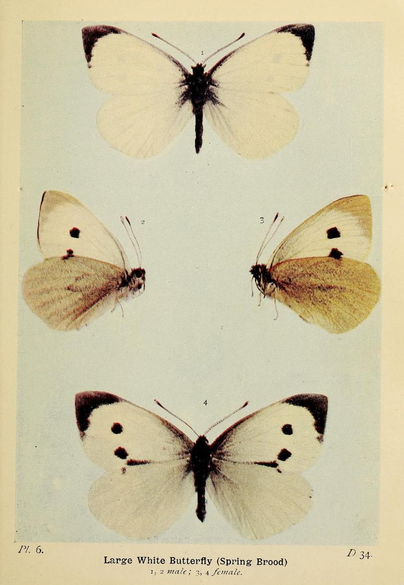 The butterflies of the British Isles (Pl. 6) (6779563796)