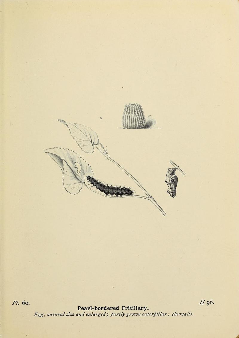 The butterflies of the British Isles (Pl. 60) (6925699293)