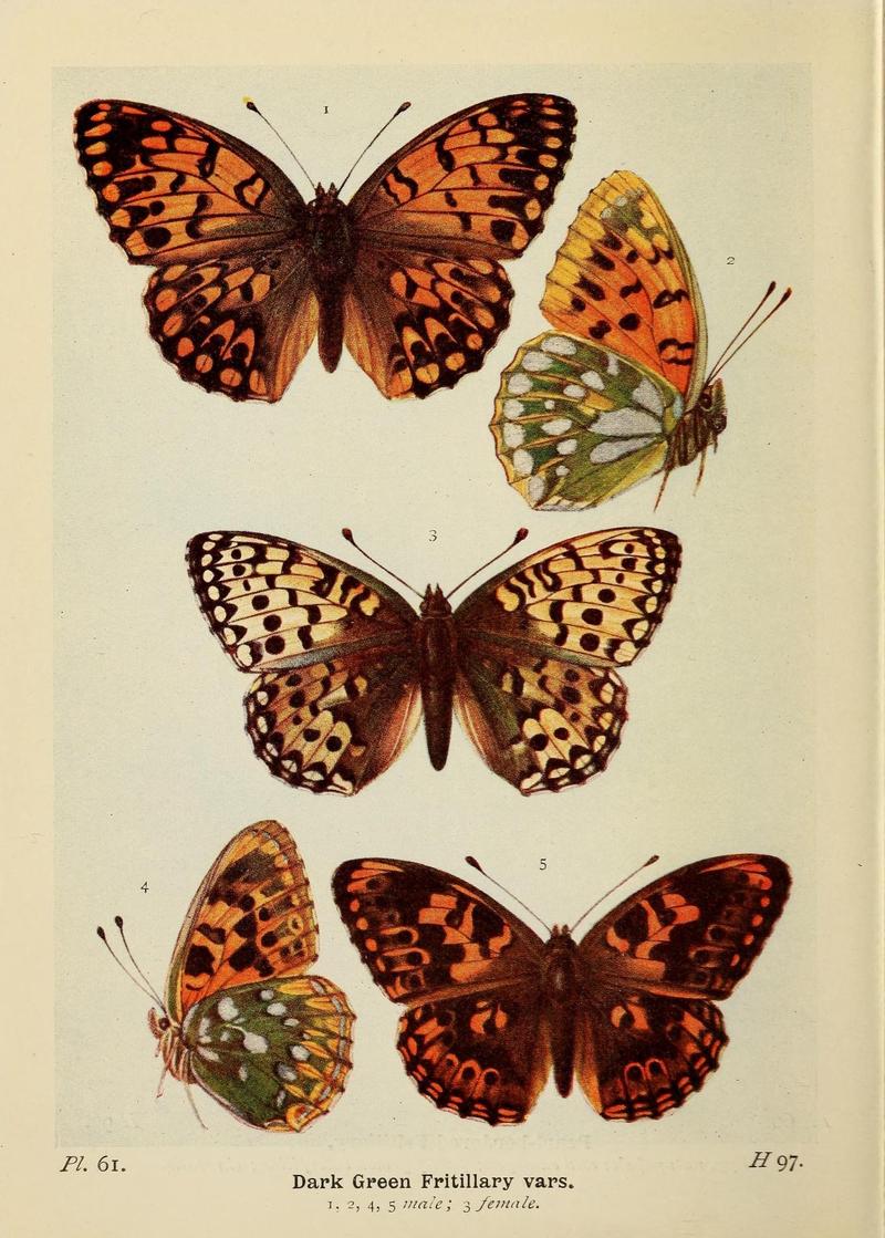 The butterflies of the British Isles (Pl. 61) (6779583030)