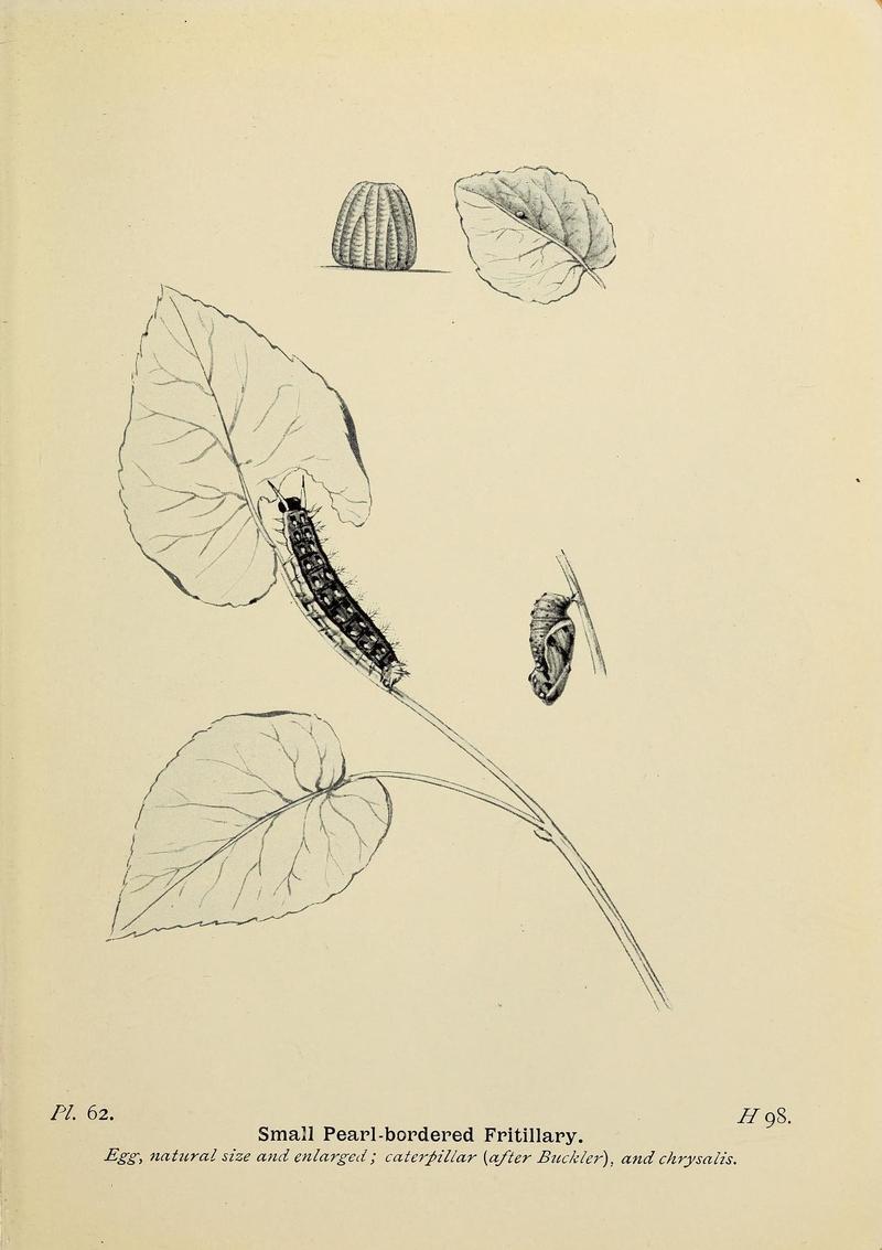 The butterflies of the British Isles (Pl. 62) (6925699867)