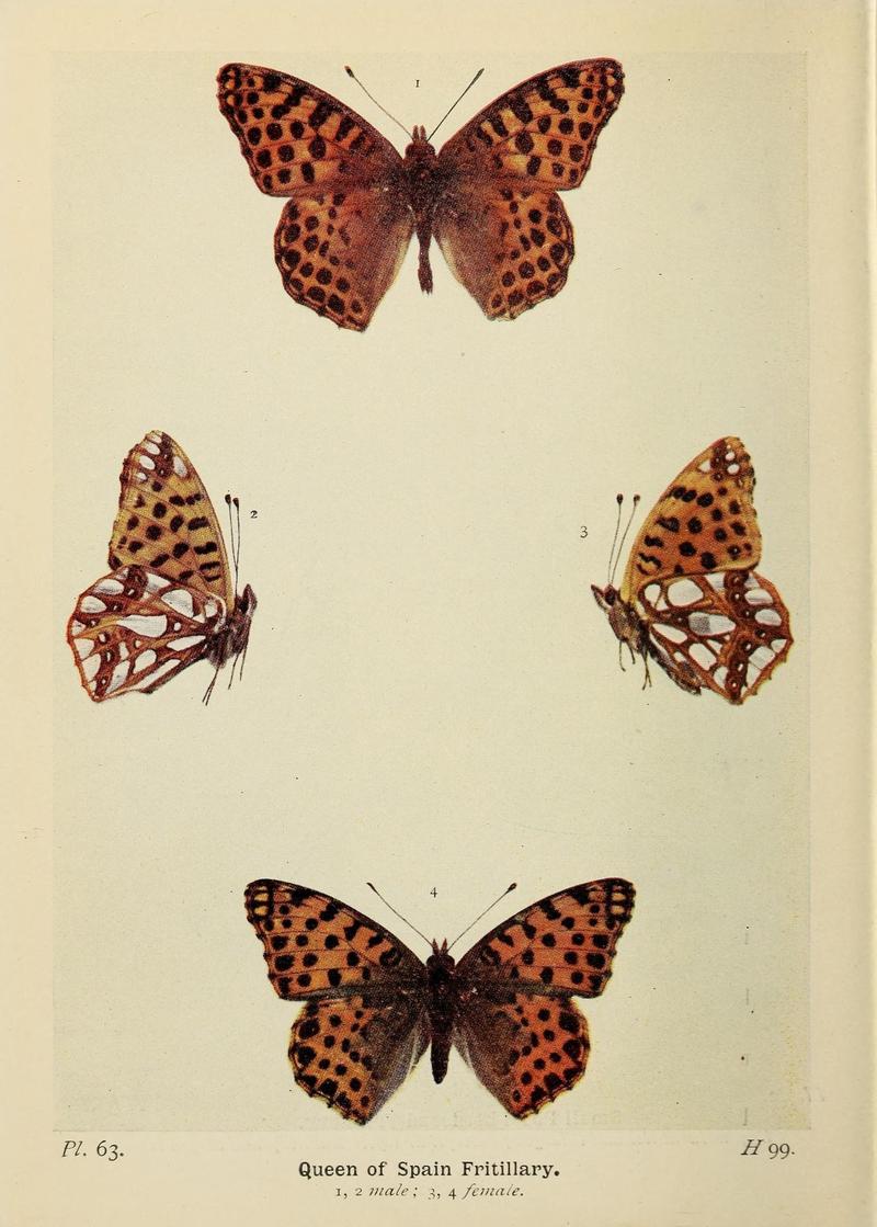 The butterflies of the British Isles (Pl. 63) (6779583544)