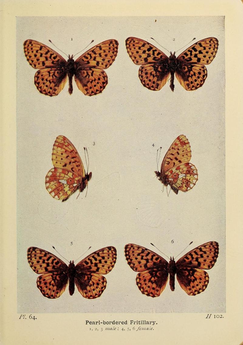 The butterflies of the British Isles (Pl. 64) (6925700519)