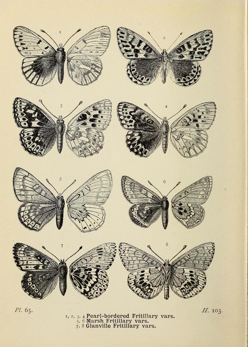 The butterflies of the British Isles (Pl. 65) (6925700835)