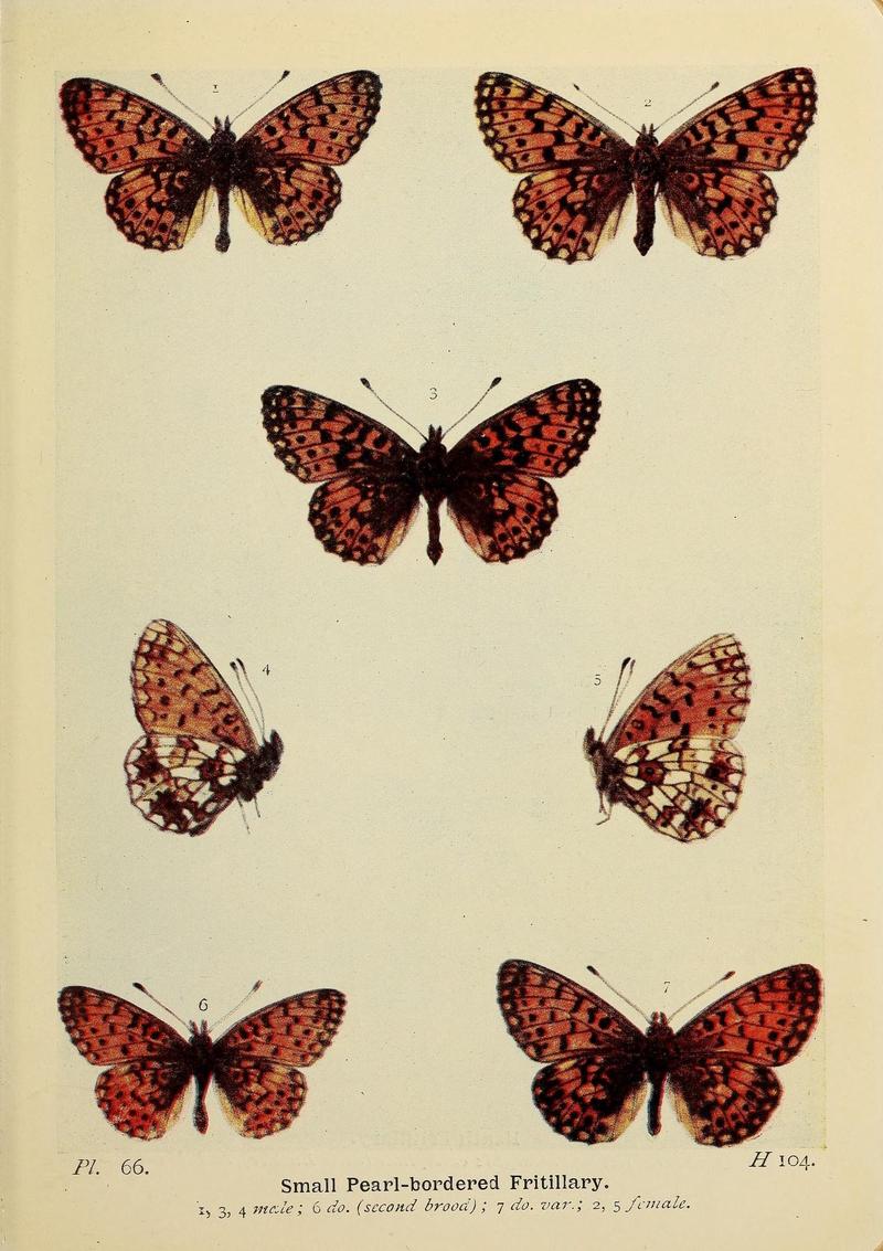 The butterflies of the British Isles (Pl. 66) (6925701223)