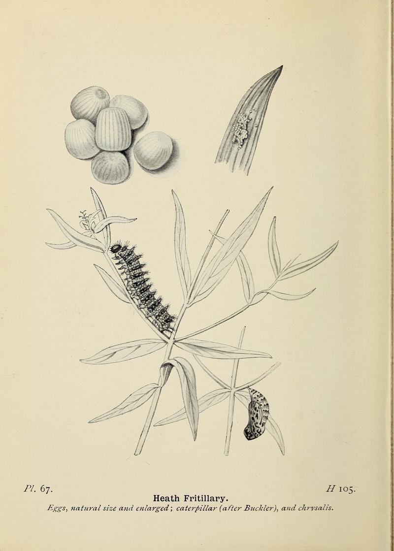 The butterflies of the British Isles (Pl. 67) (6925701495)