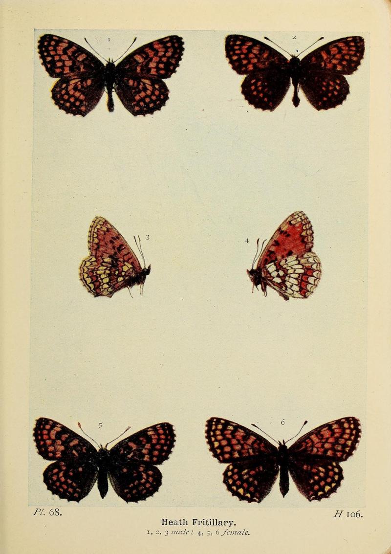 The butterflies of the British Isles (Pl. 68) (6779585292)