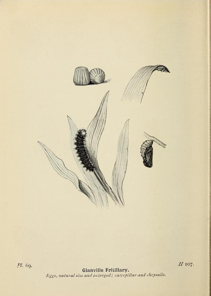 The butterflies of the British Isles (Pl. 69) (6779585528)