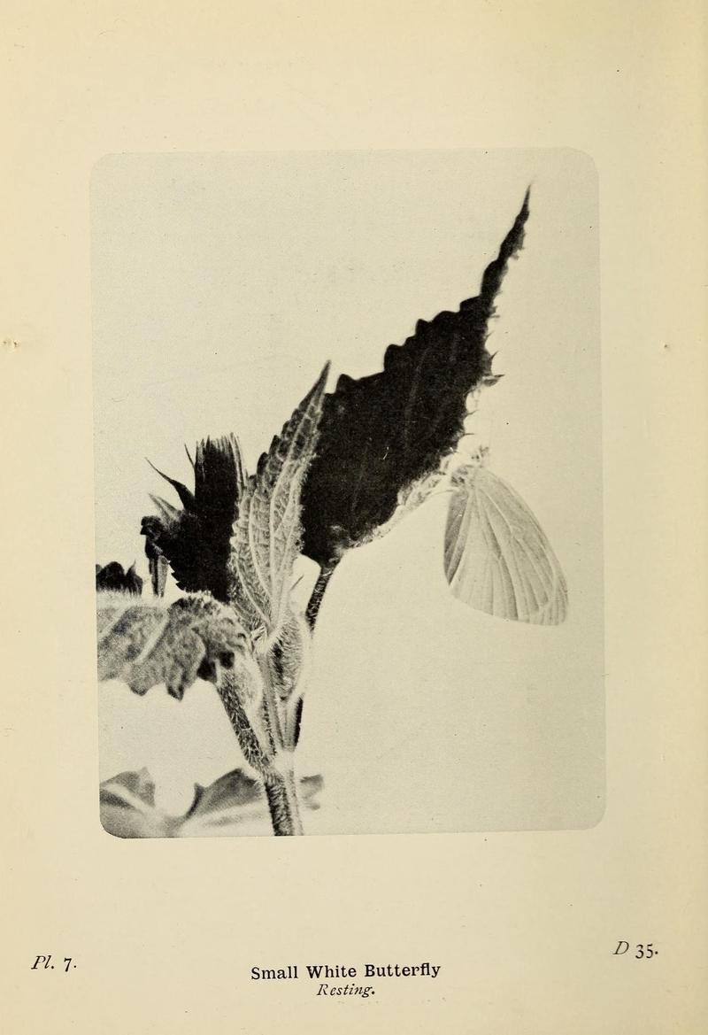 The butterflies of the British Isles (Pl. 7) (6925680729)