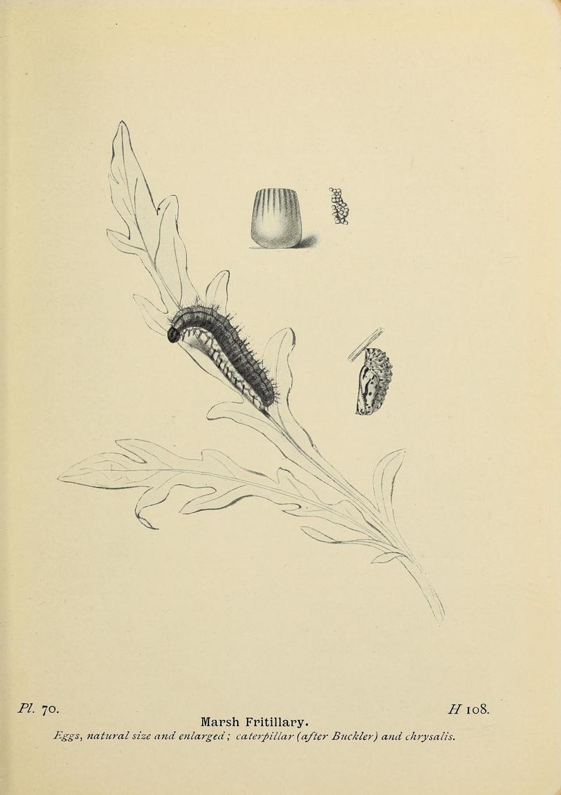 The butterflies of the British Isles (Pl. 70) (6779585828)