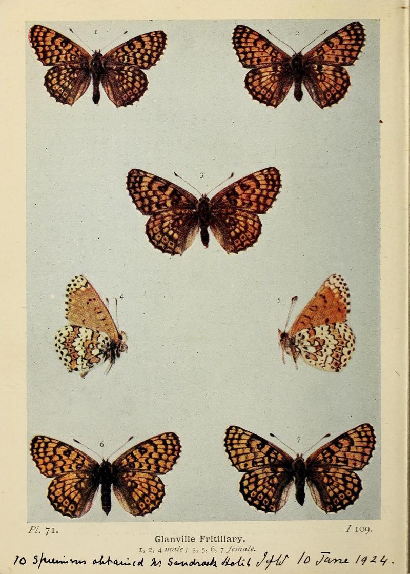 The butterflies of the British Isles (Pl. 71) (6925702721)