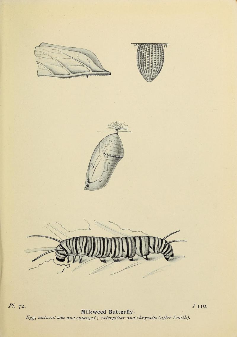 The butterflies of the British Isles (Pl. 72) (6925703037)