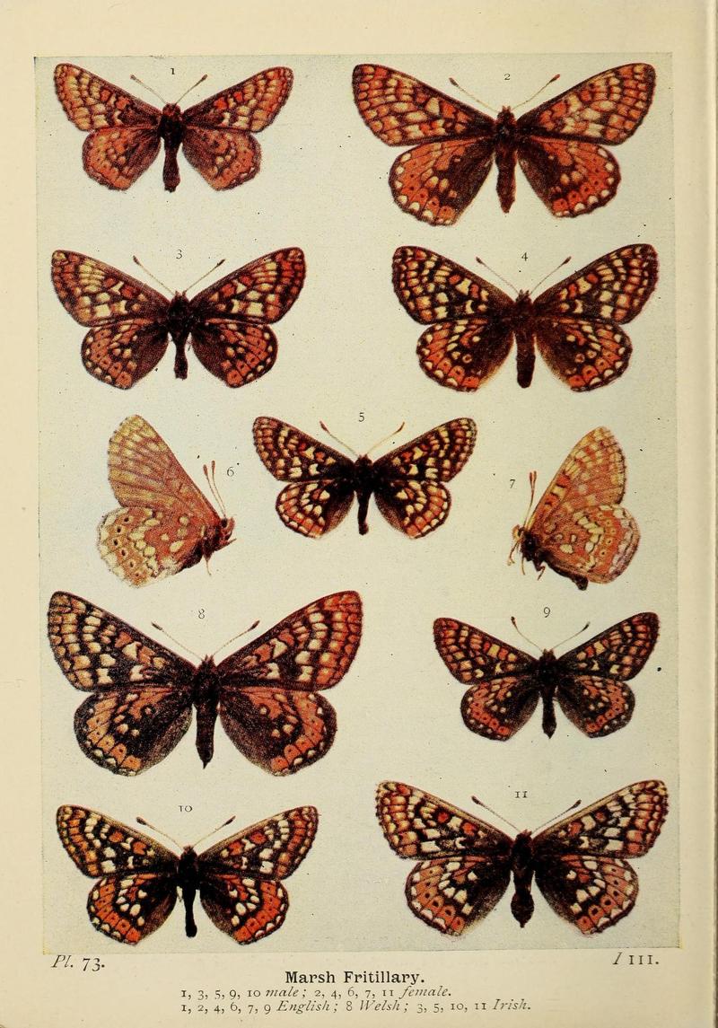 The butterflies of the British Isles (Pl. 73) (6925703421)