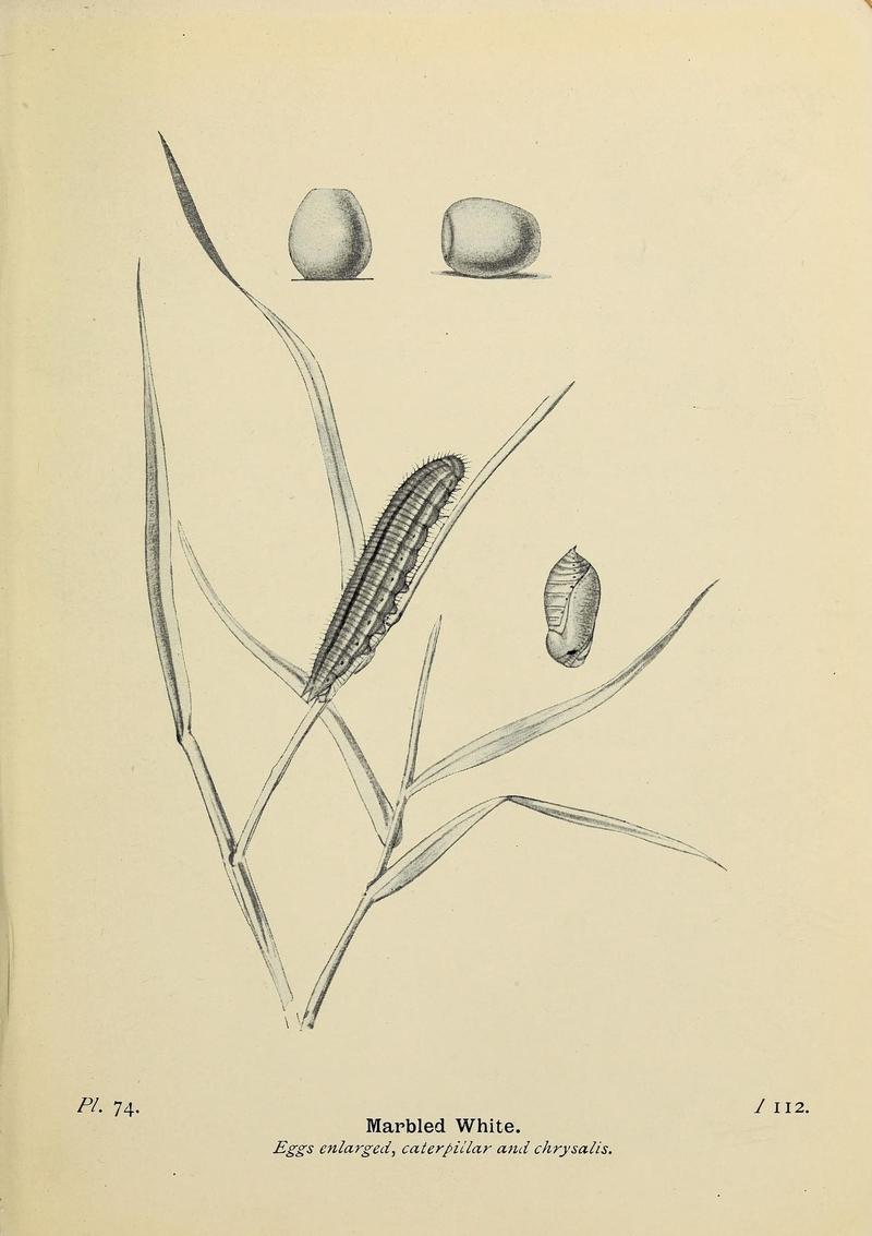 The butterflies of the British Isles (Pl. 74) (6779587096)