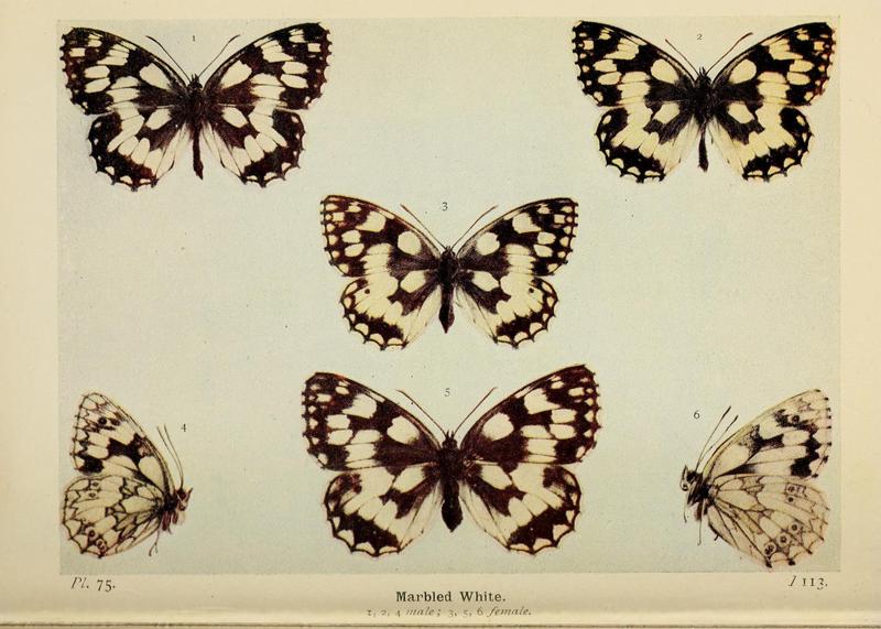 The butterflies of the British Isles (Pl. 75) (6779587512)