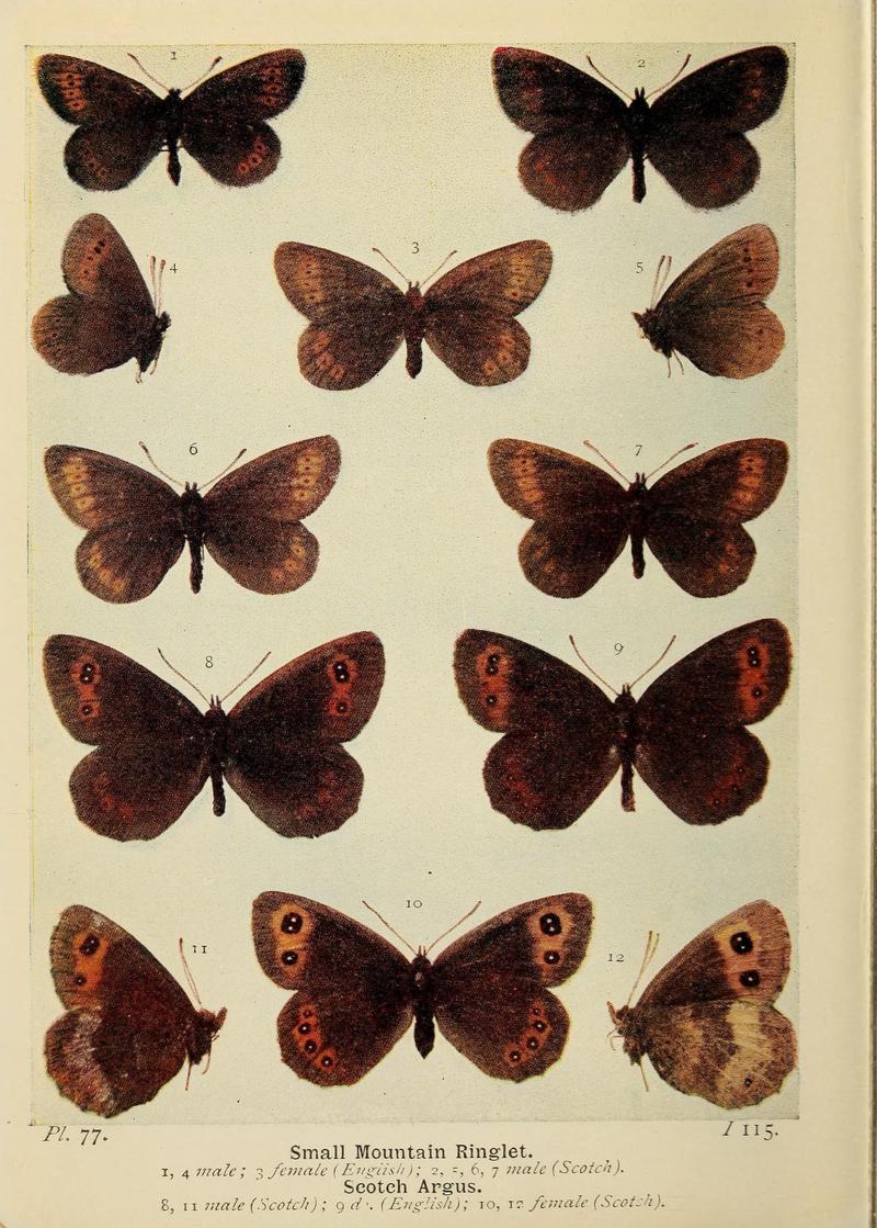 The butterflies of the British Isles (Pl. 77) (6779588238)