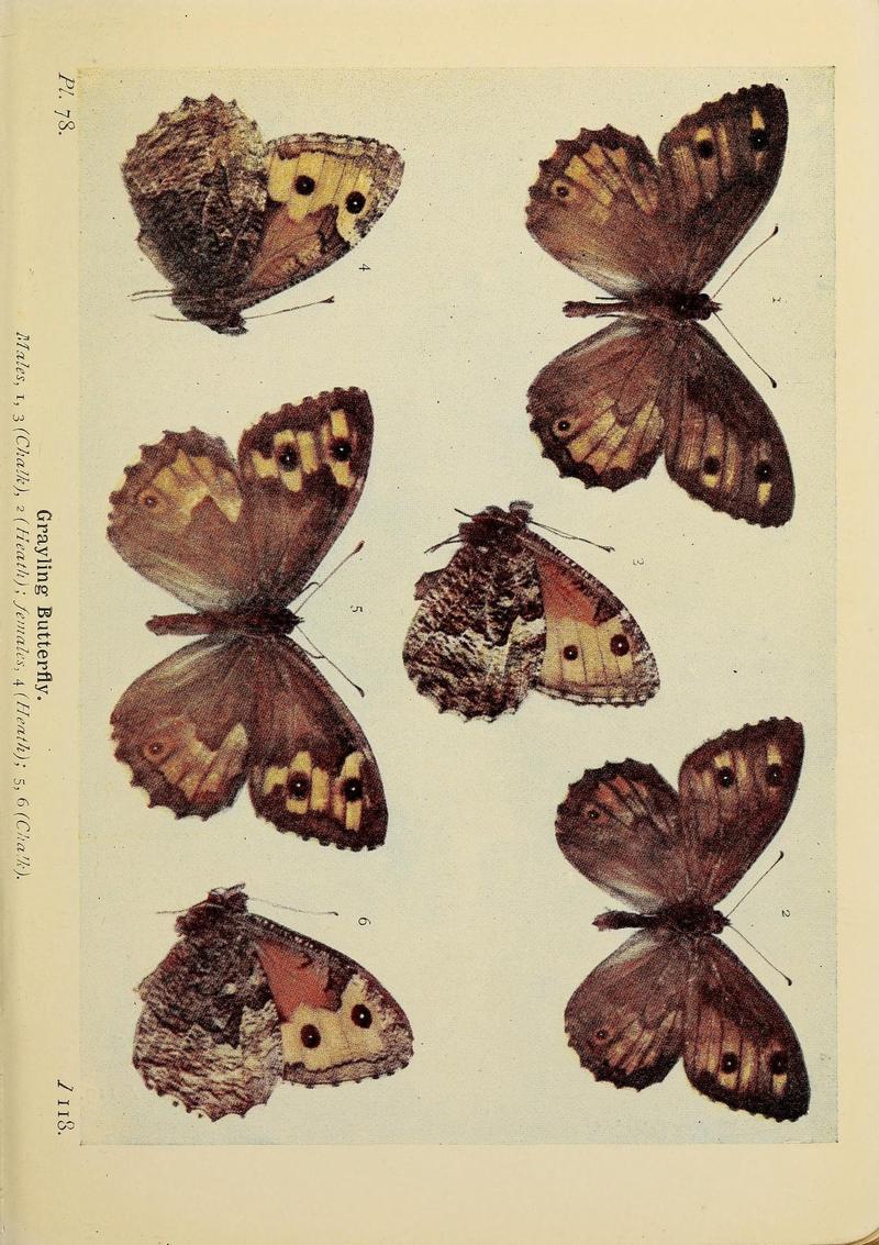 The butterflies of the British Isles (Pl. 78) (6925705099)