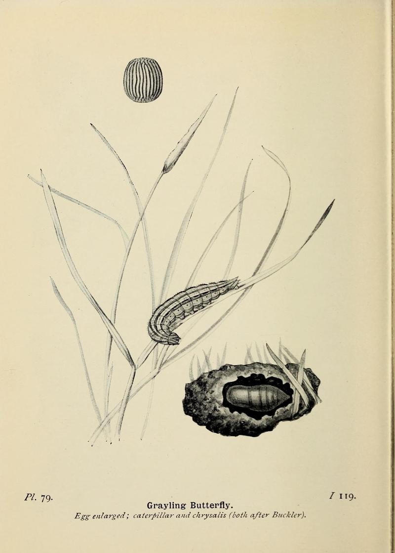The butterflies of the British Isles (Pl. 79) (6779588864)