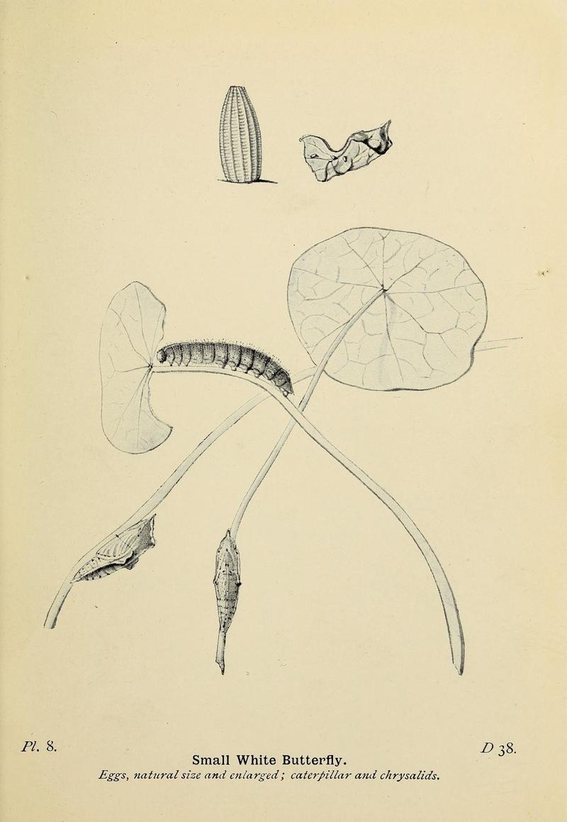 The butterflies of the British Isles (Pl. 8) (6925681017)