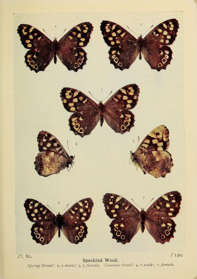 The butterflies of the British Isles (Pl. 80) (6779589350)