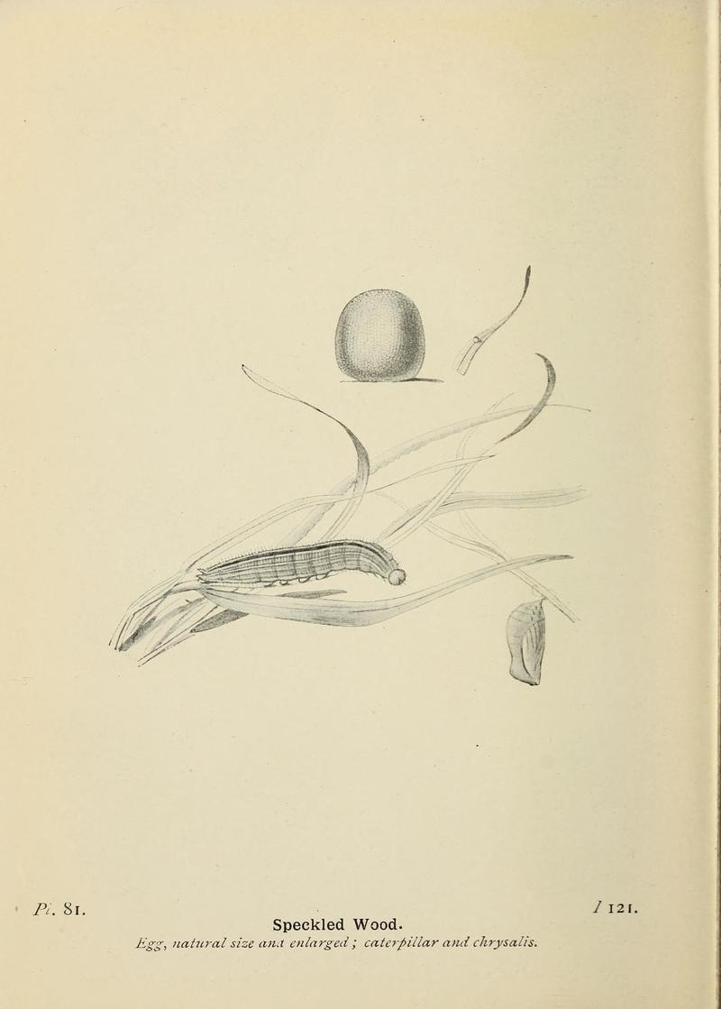 The butterflies of the British Isles (Pl. 81) (6779589644)