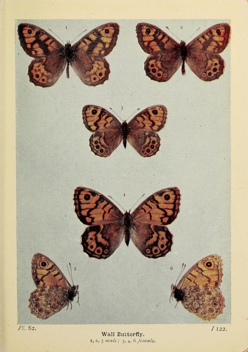 The butterflies of the British Isles (Pl. 82) (6925706469)