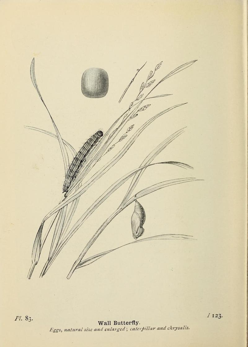 The butterflies of the British Isles (Pl. 83) (6925706697)