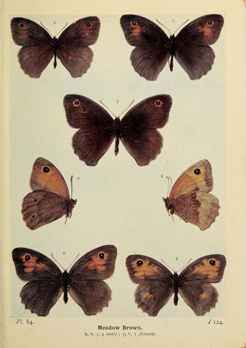 The butterflies of the British Isles (Pl. 84) (6779590694)