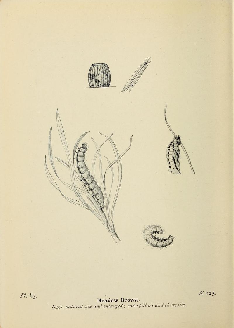 The butterflies of the British Isles (Pl. 85) (6925707483)