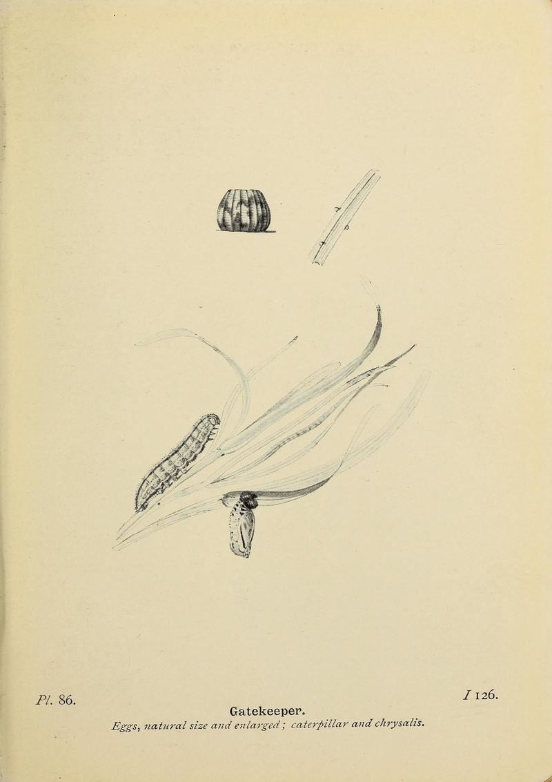 The butterflies of the British Isles (Pl. 86) (6925707781)