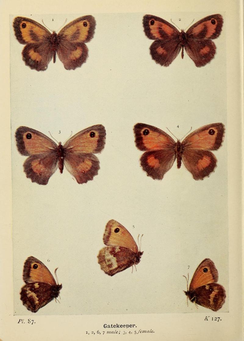 The butterflies of the British Isles (Pl. 87) (6925708101)