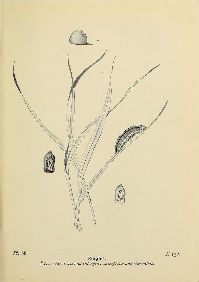 The butterflies of the British Isles (Pl. 88) (6925708349)