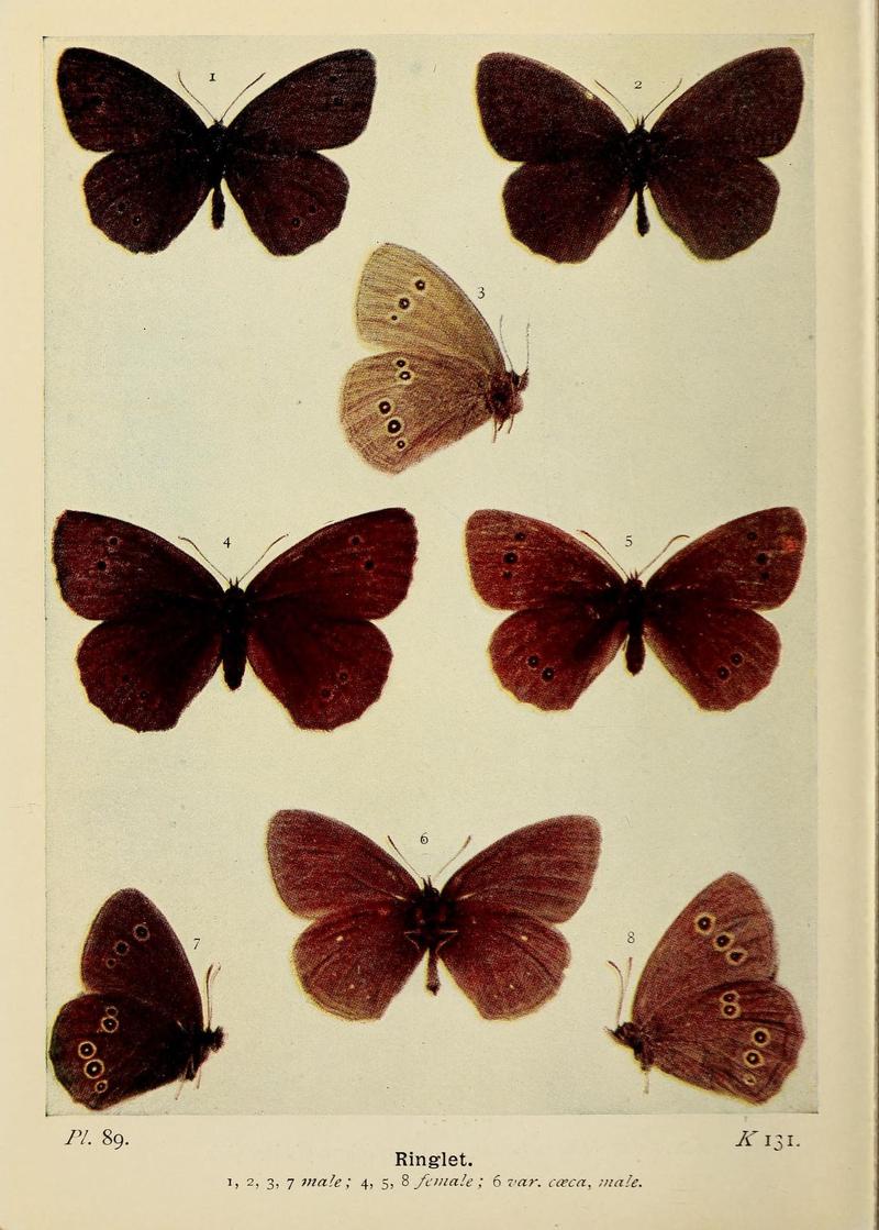 The butterflies of the British Isles (Pl. 89) (6779592208)